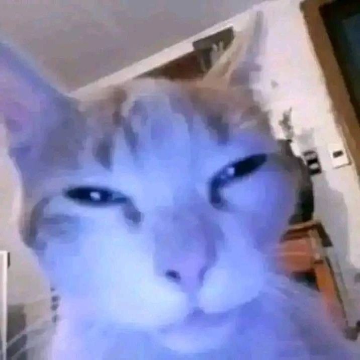 A cat staring at you